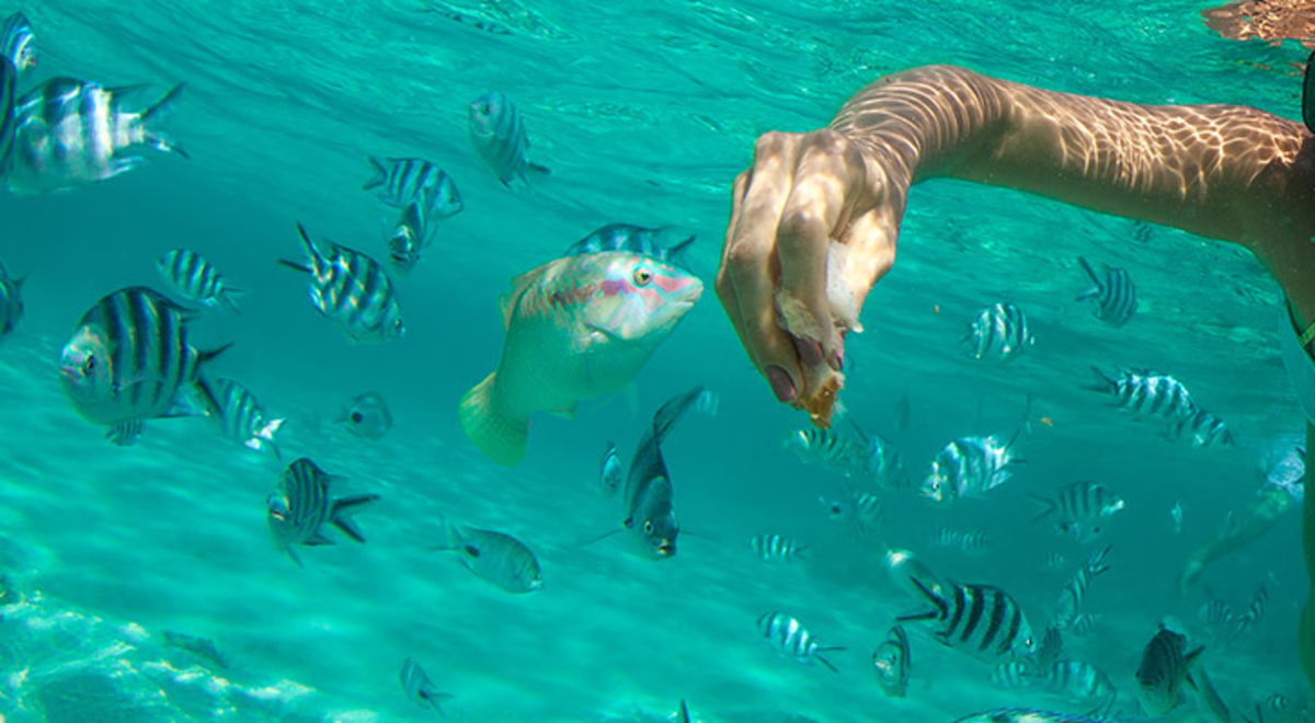 A person wearing snorkelling gear swimming amongst fishes