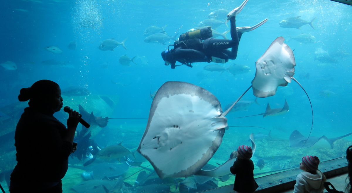 Children watching animals and a presentation at the aquarium 