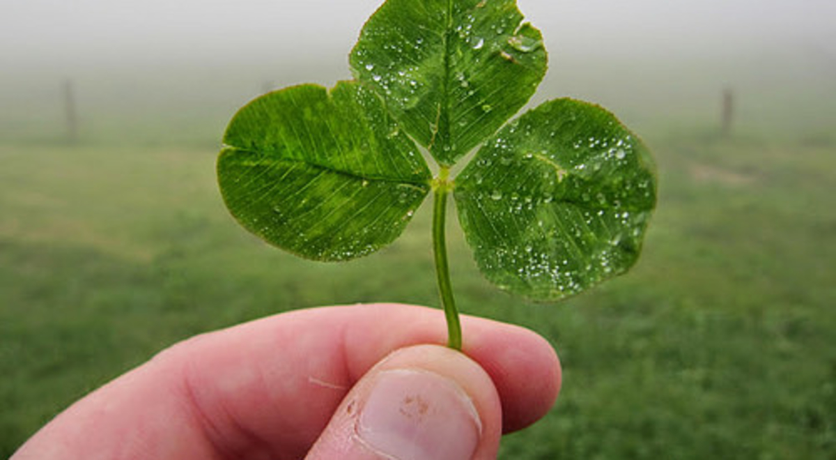 Man holding clover 
