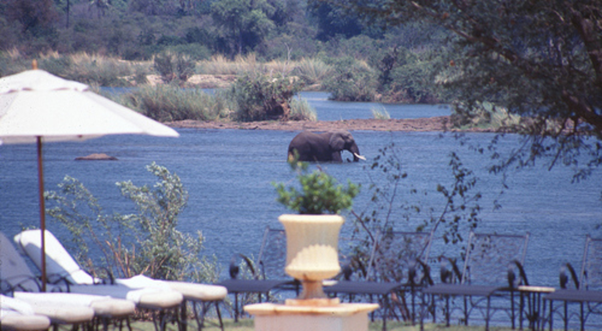 A beautiful garden with an elephant walking through a lake in the background