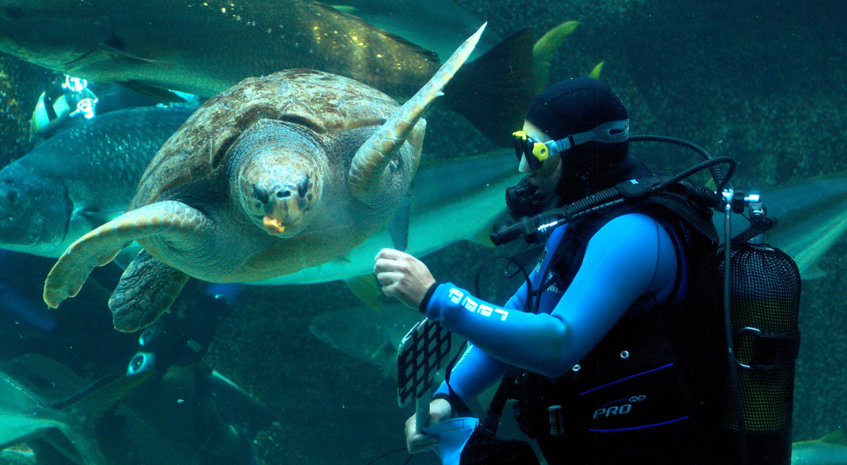 A scuba diver feeding a turtle