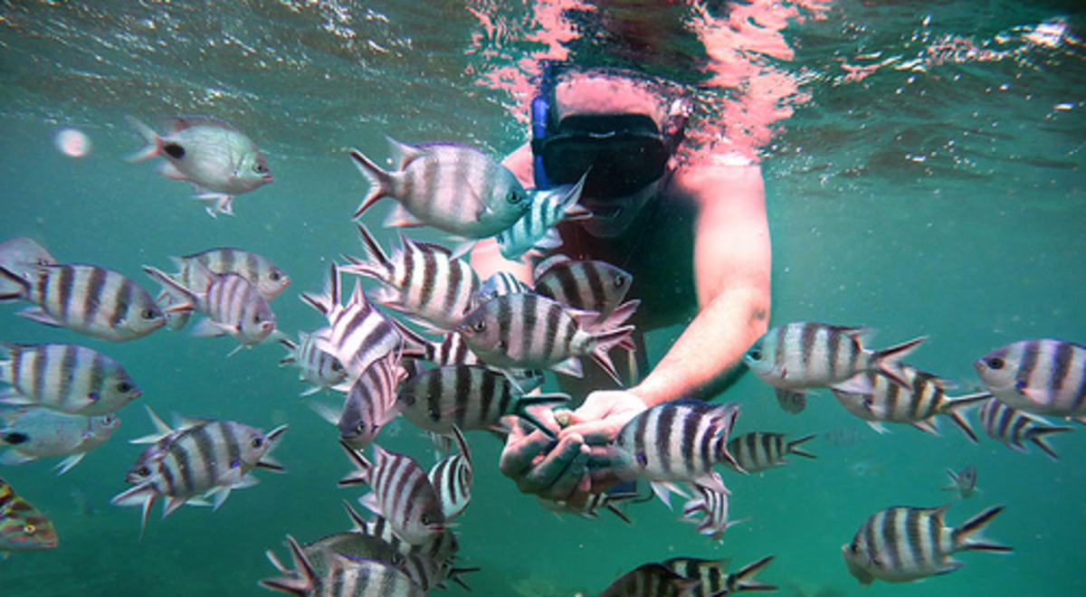 An underwater shot of a woman snorkelling among striped tropical fish
