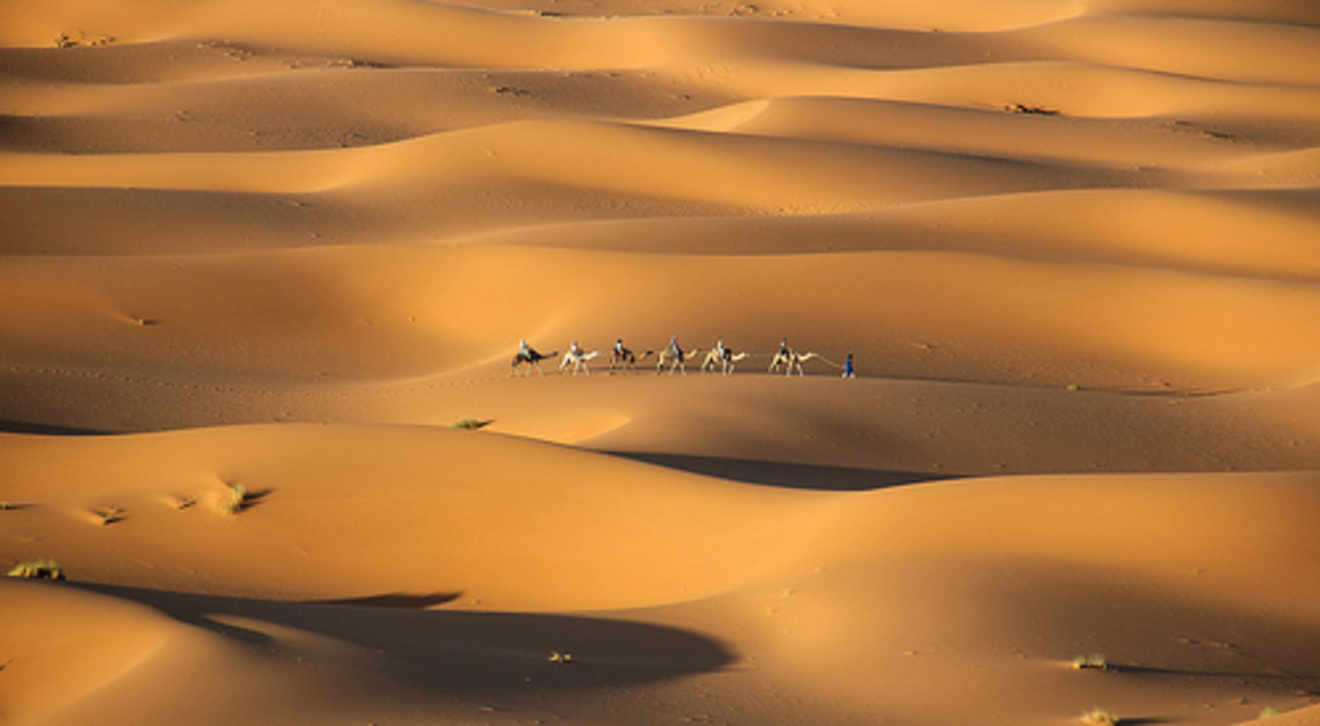 A long shot of camels walking in a line through sand dunes 