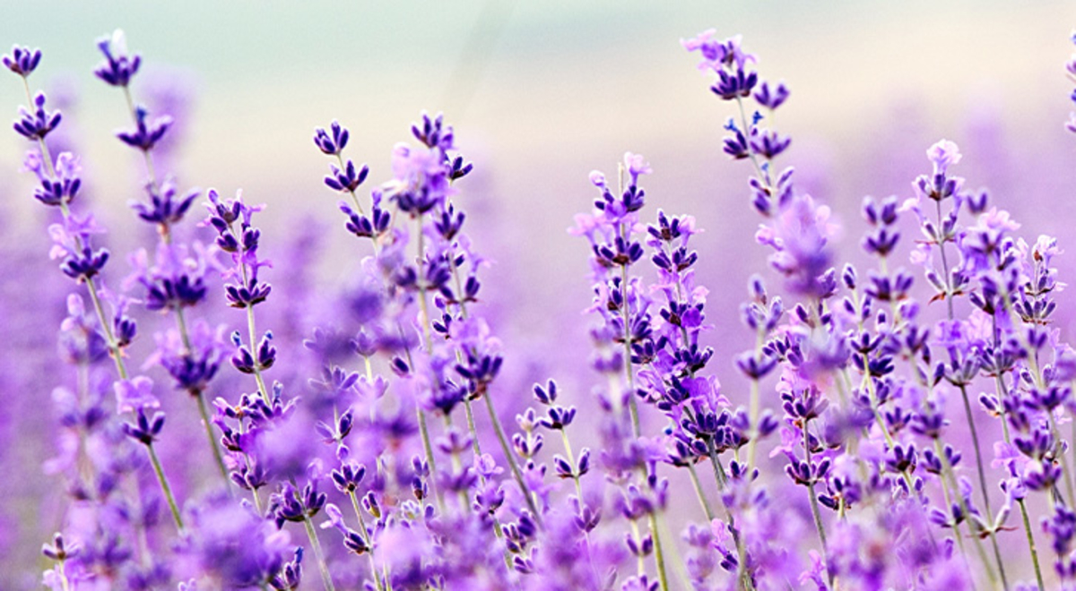 A field of purple flowers
