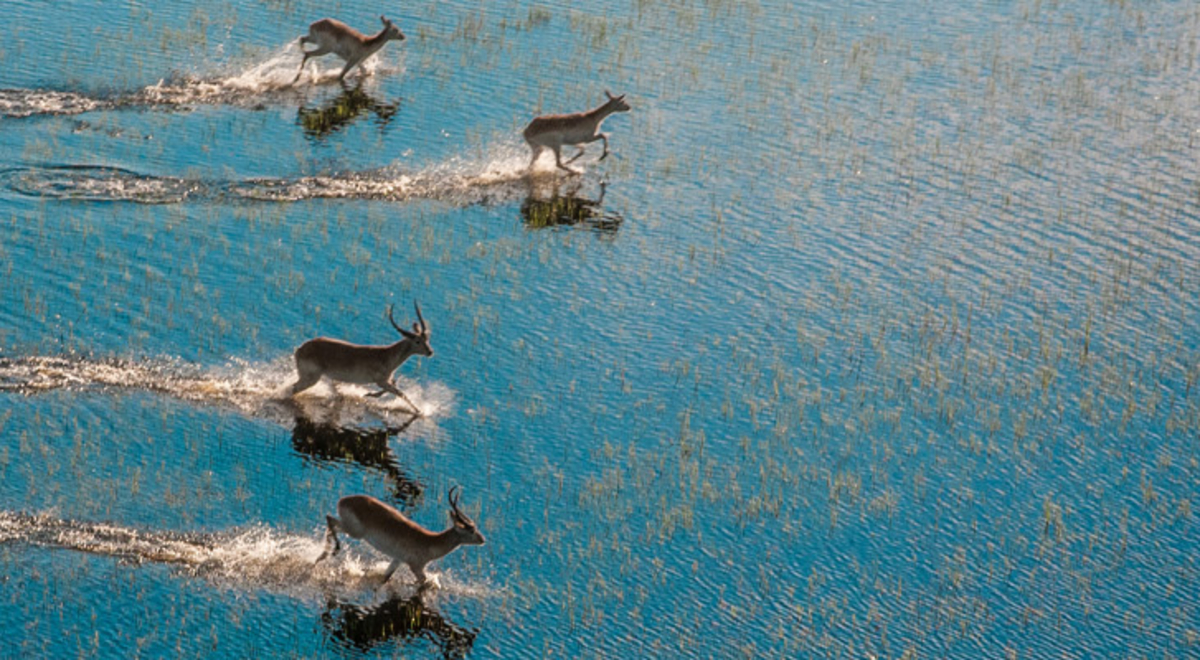 A herd of wildebeest running across a river