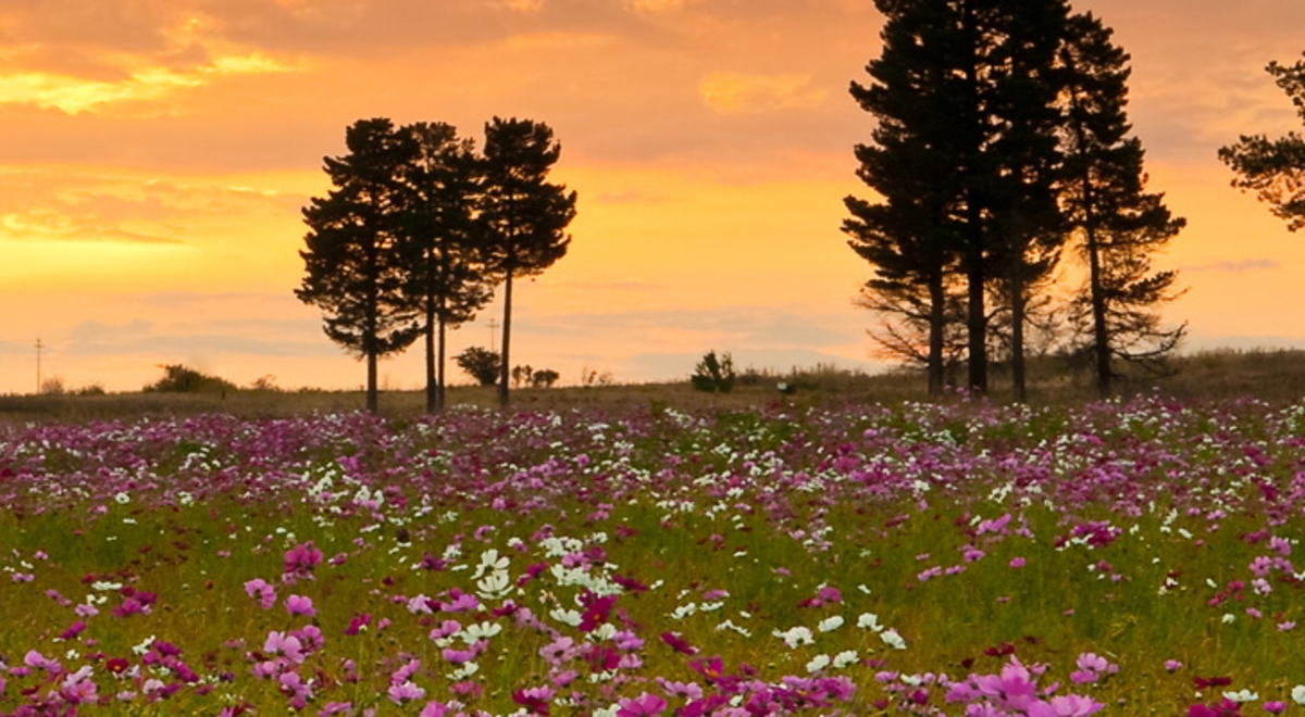 Orange sunset sky over a field with flowers and green grass