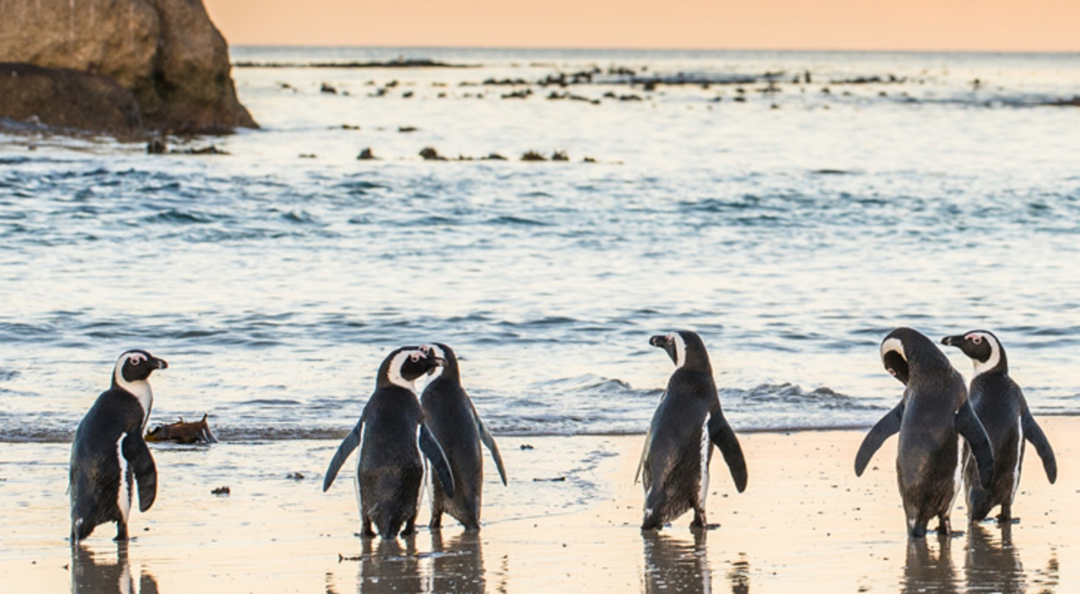 Group of 10 penguins looking out to the other animals in the blue ocean 