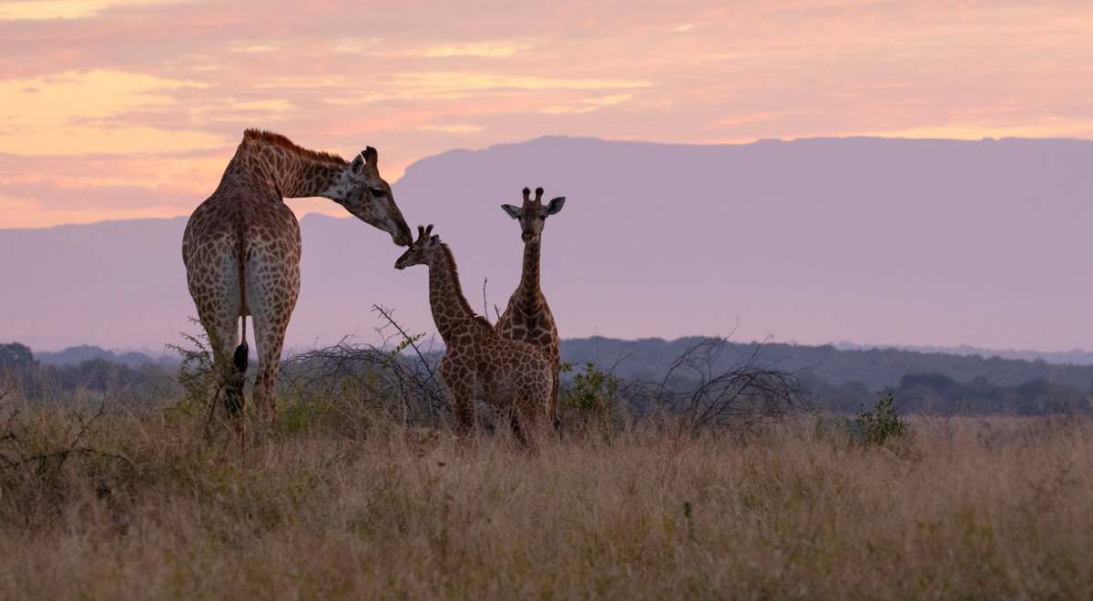 south_africa