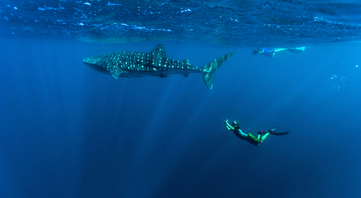 Western Australia Whale Shark
