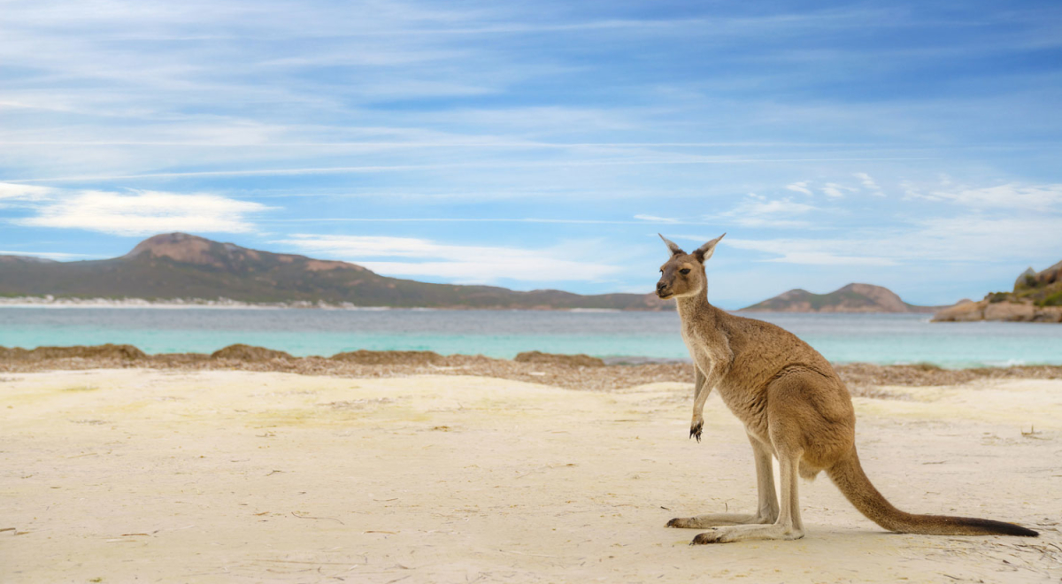 Kangaroo at Lucky Bay in the Cape Le Grand National Park near Esperance, Western Australia, Australia.