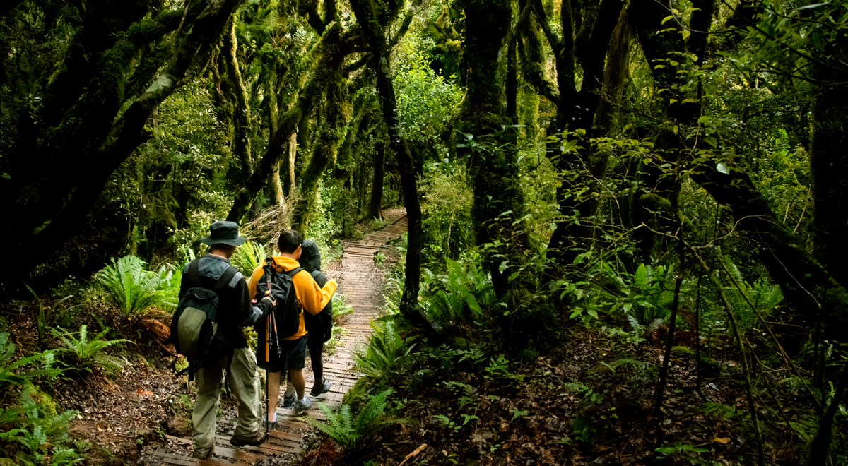 A group of people hiking in a lush forest area