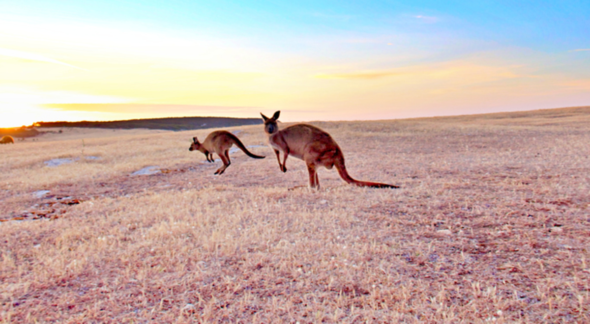 Grazing Kangaroos at sunset.