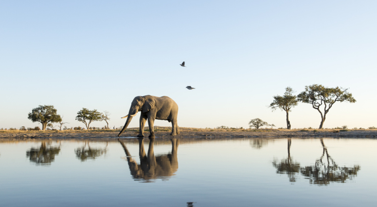Africa, Botswana, Chobe National Park, African Elephant (Loxodonta africana) stands at edge of water hole in Savuti Marsh