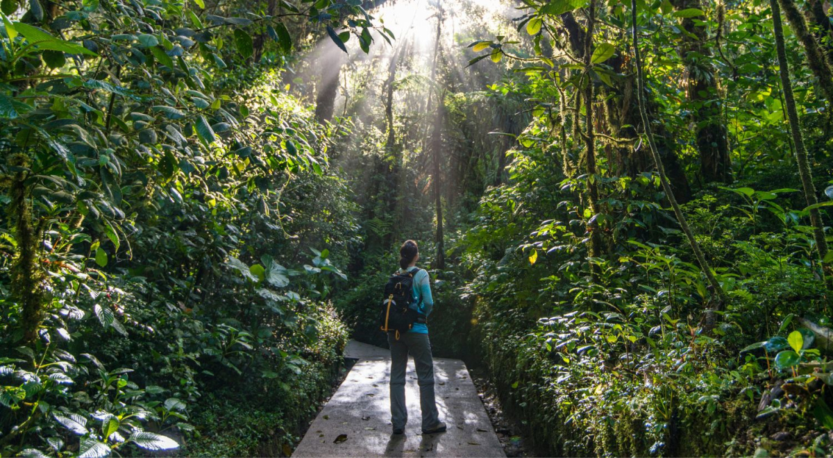 Person standing in a forest with the sun shining through the trees.