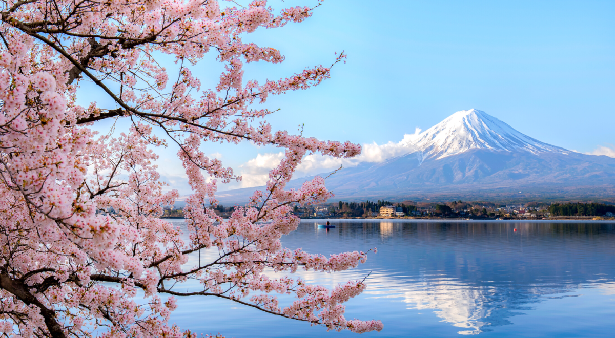 View of Mount Fuji on a clear day with pink cherry blossoms in the foreground.