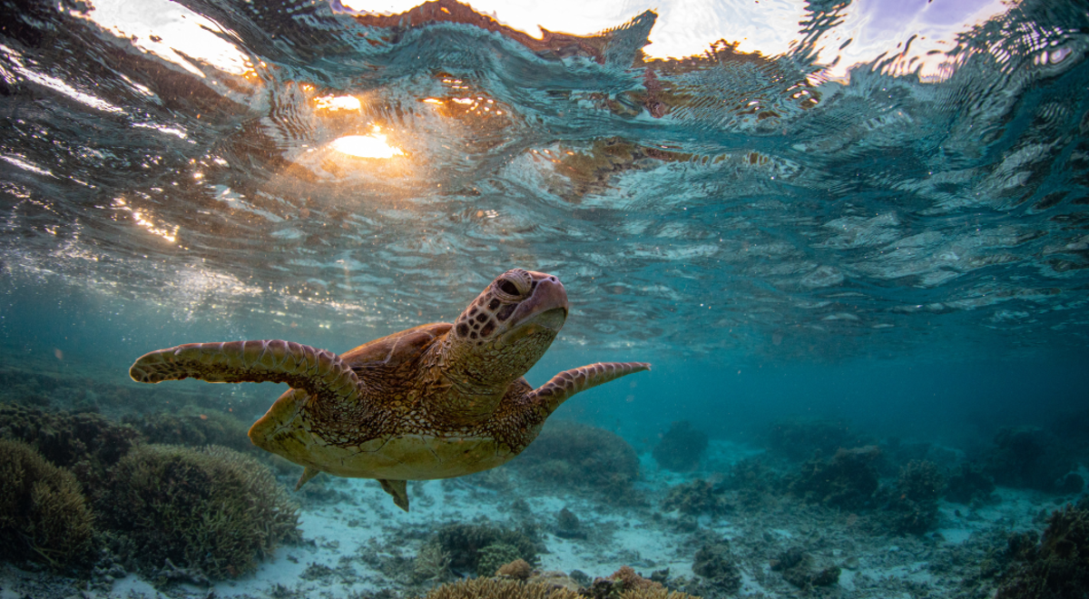 Turtle swimming towards surface of water in clear blue water