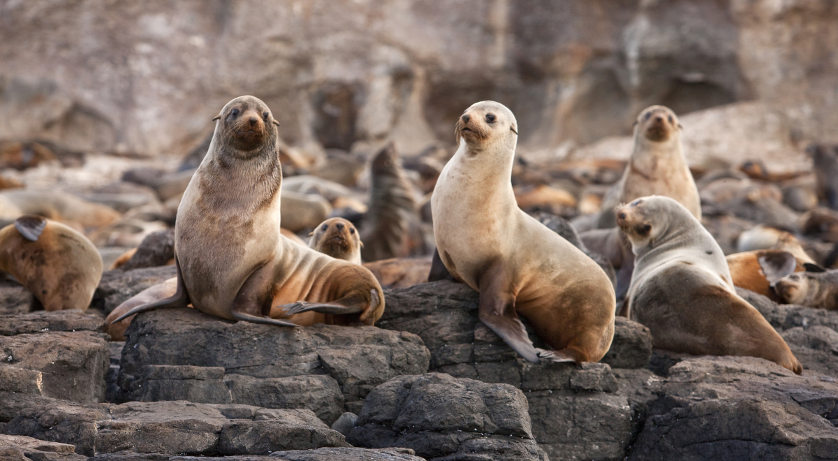 Seals on rocks, Phillip Island