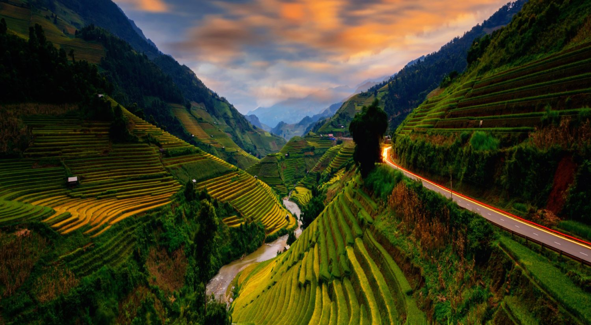 A view overlooking the green coloured rice fields of Vietnam