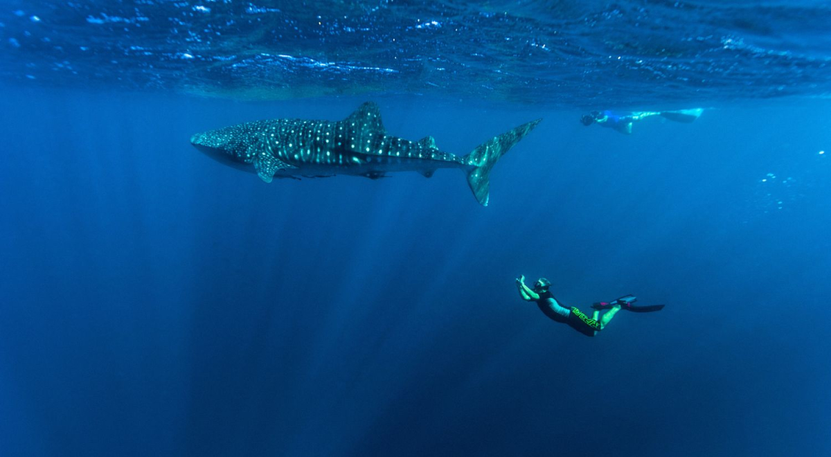 An underwater photo of people swimming next to a whale shark