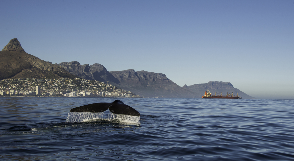 Whale off Cape Town coast
