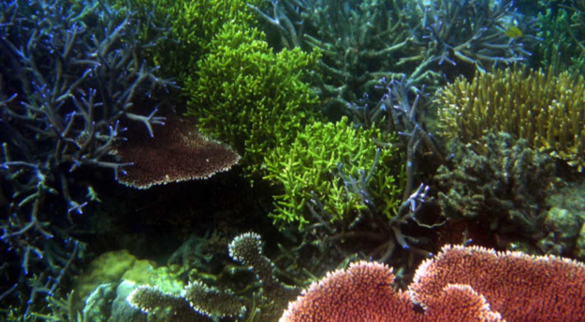 Coral reef at Lankayan island dive resort 