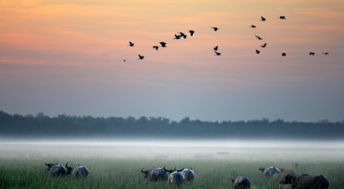 Wild buffalos roam freely across the grassland as birds fly above