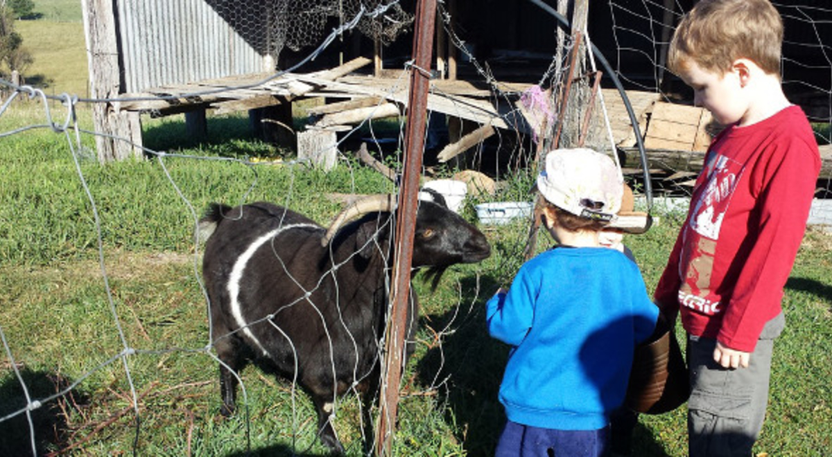 Kids petting a farm goat