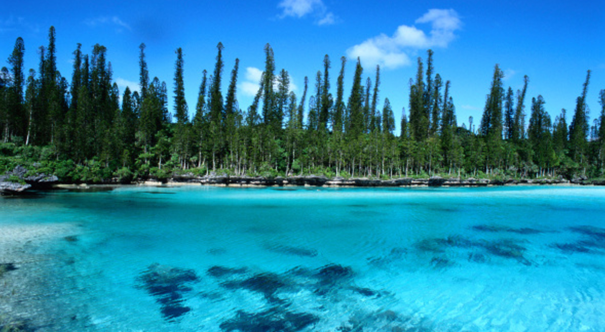 Towering trees surrounds the crystal blue sea