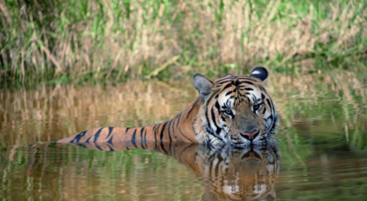 a tiger swimming on the wetlands