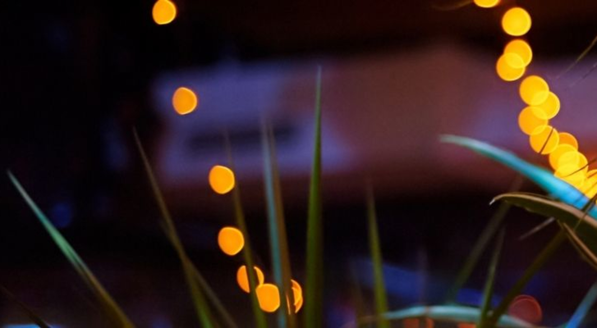 close up of blades of grass with fairy lights in background