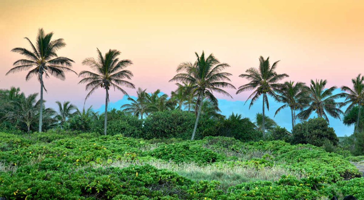 Maui's Palm tree forest