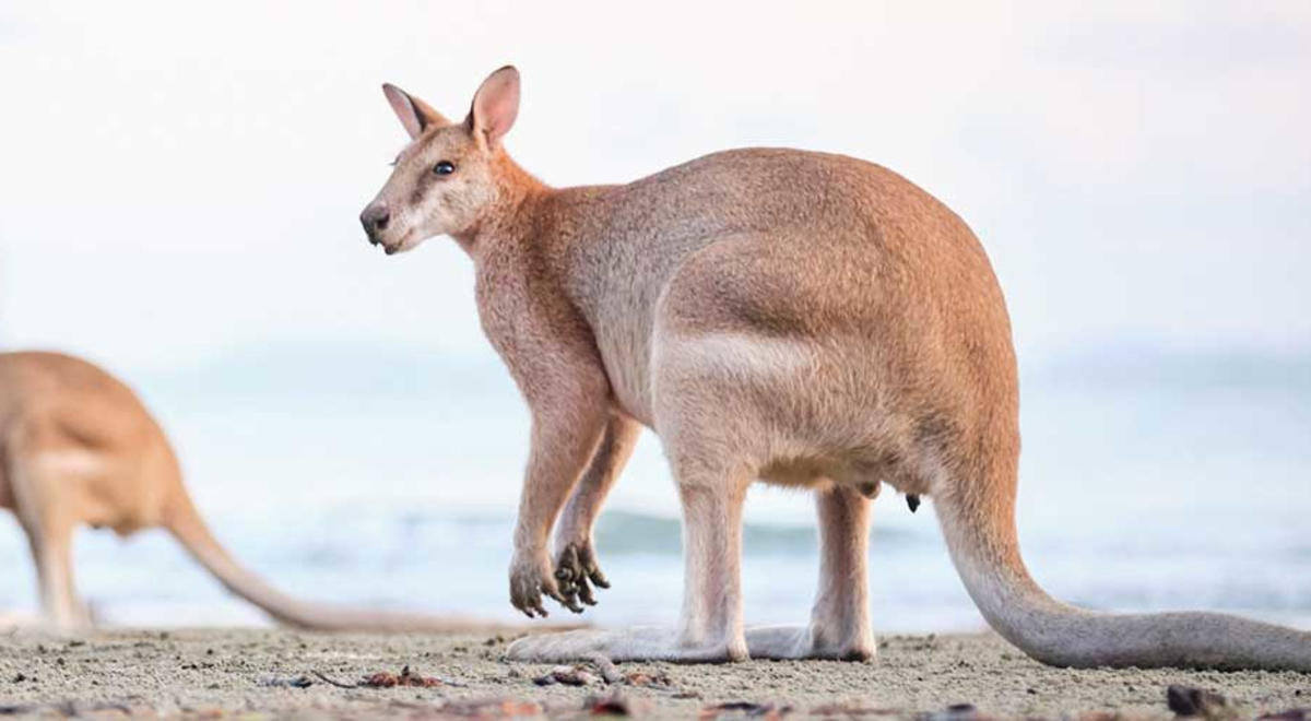 Kangaroos roaming around the Cape Hillsborough beach