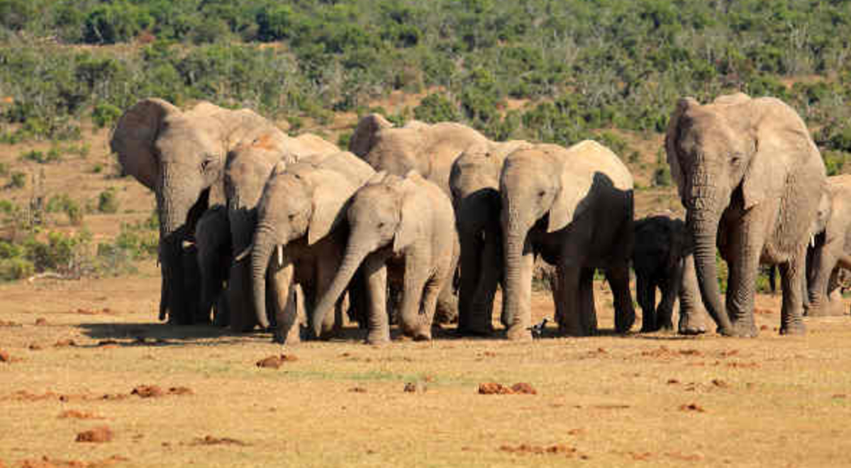 a herd of elephants walking closely together in the middle of the forest