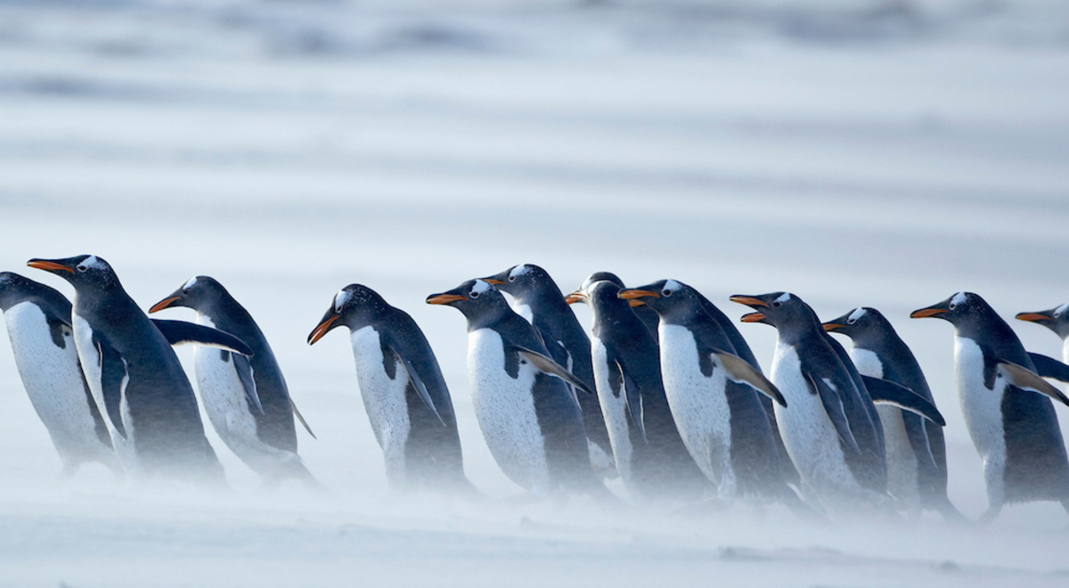 Waddle of penguins in a snow