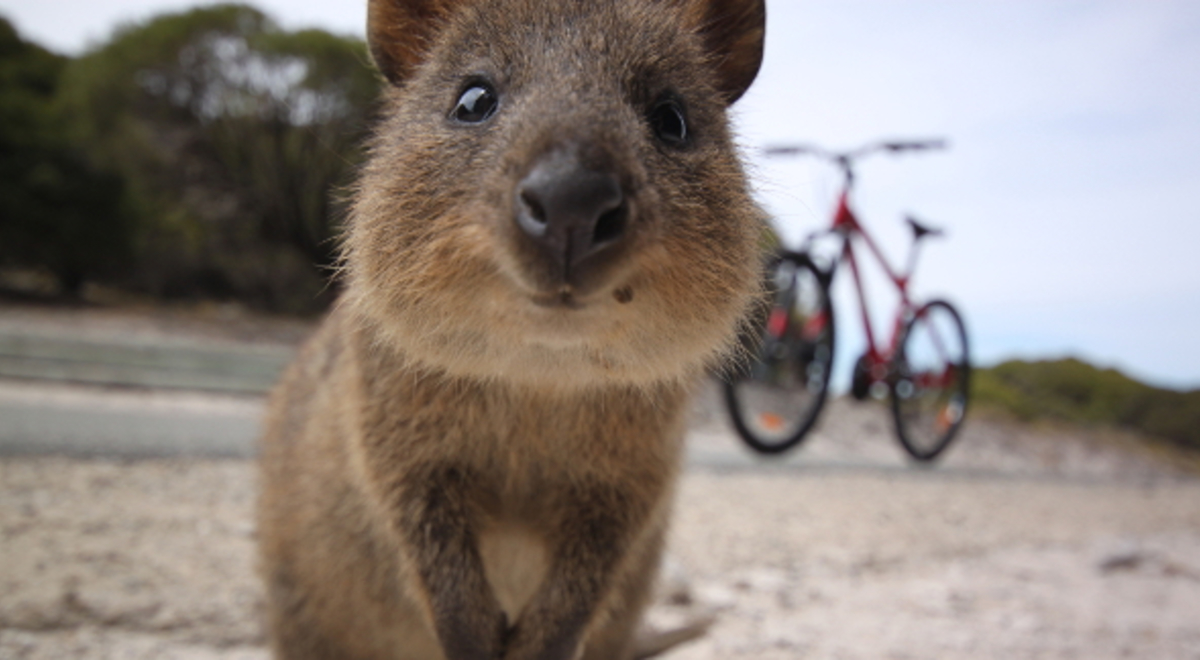 a cute little brown quokka posing for a camera in front of a bicycle