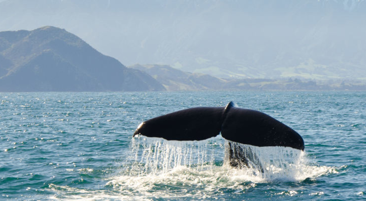 Whale splashing in the NZ ocean 