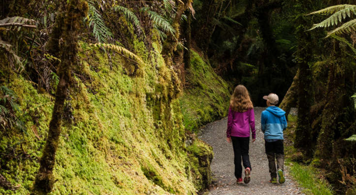children walking through forest in new zealand