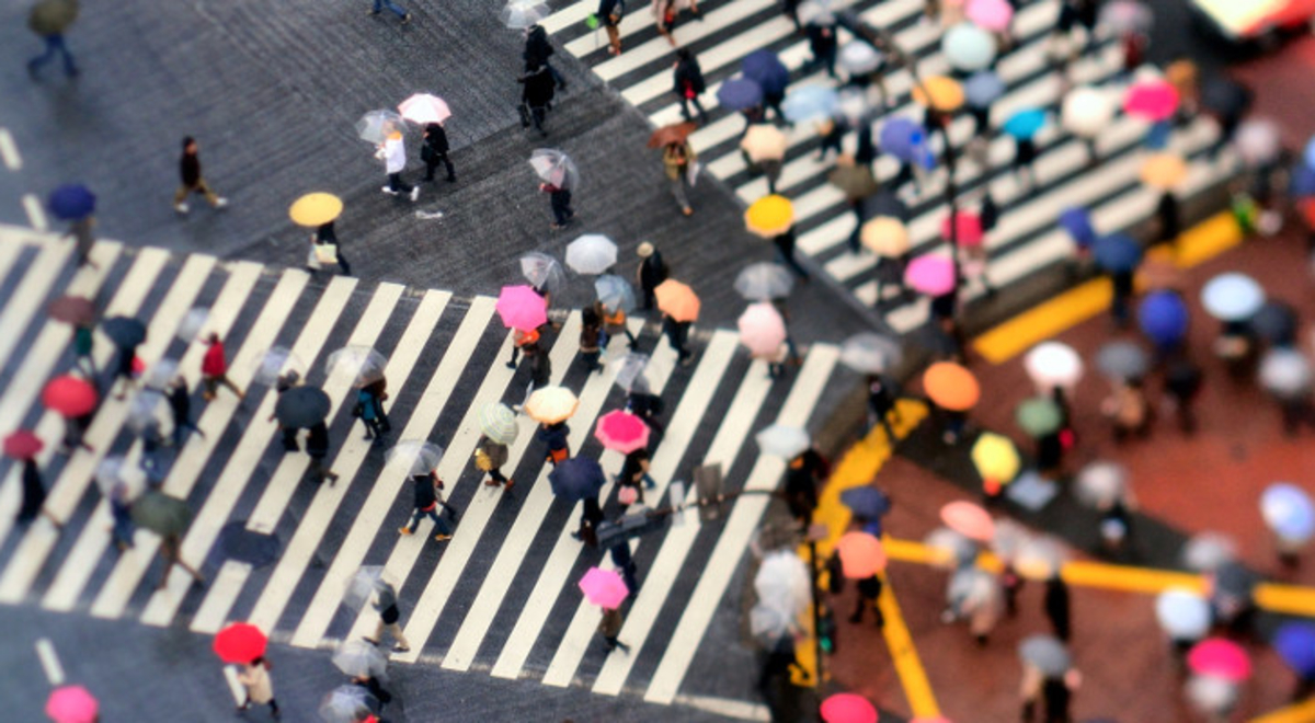 Ariel view of pedestrians walking across the zebra crossing with umbrellas in the rain 