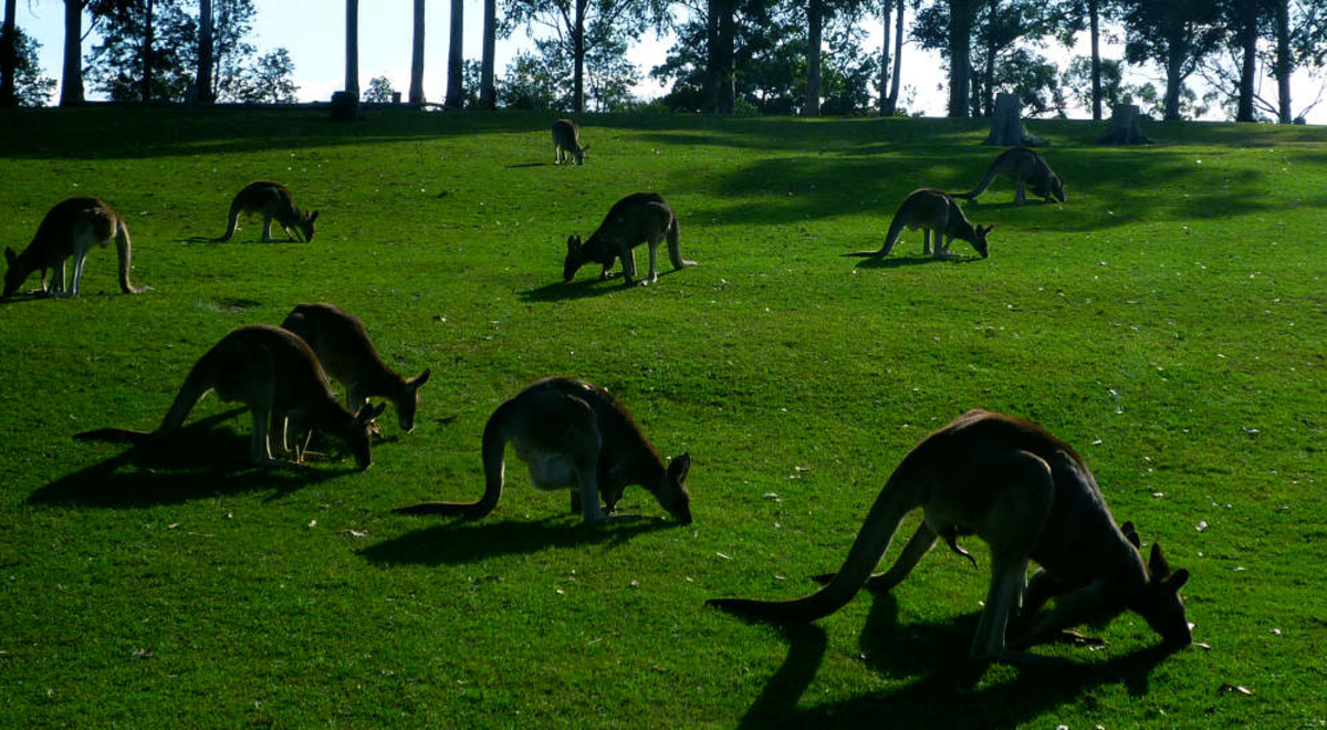 Kangaroos eating on green grass 
