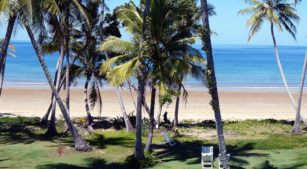 coconut trees near the seashore