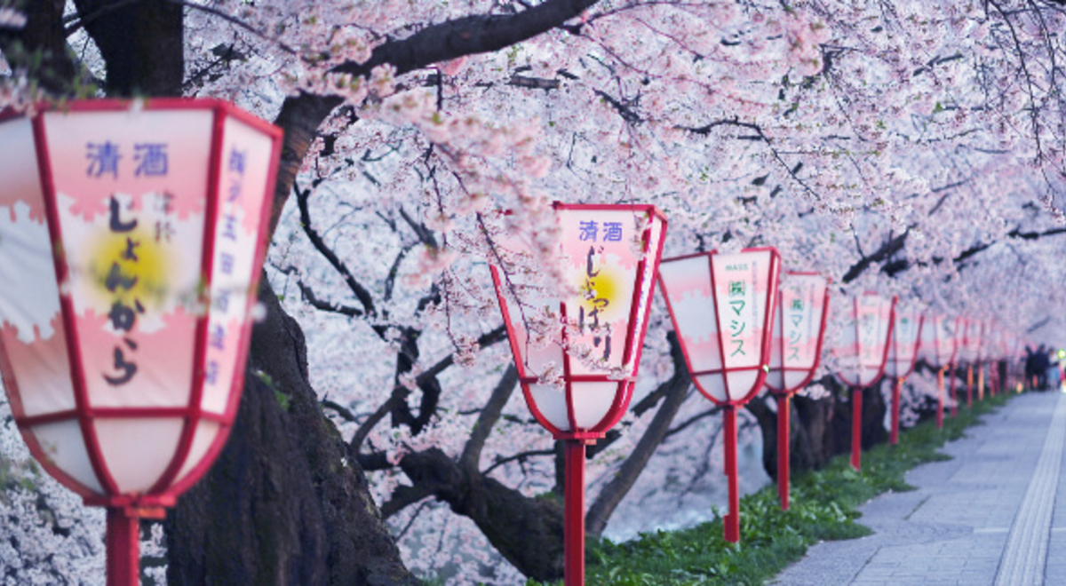 Cherry blossoms along a lantern-lined walkway in Kyoto