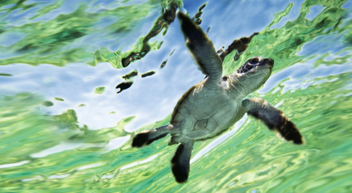 turtle swimming in clear blue water 