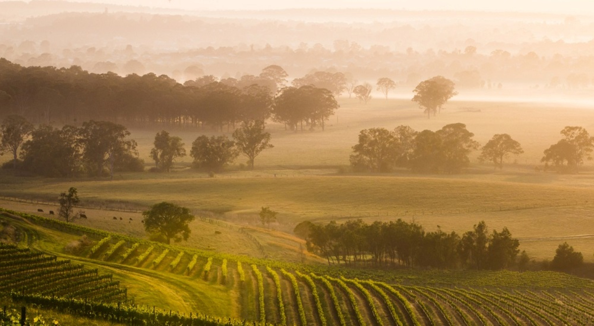 New South Wales wine country at sunrise 