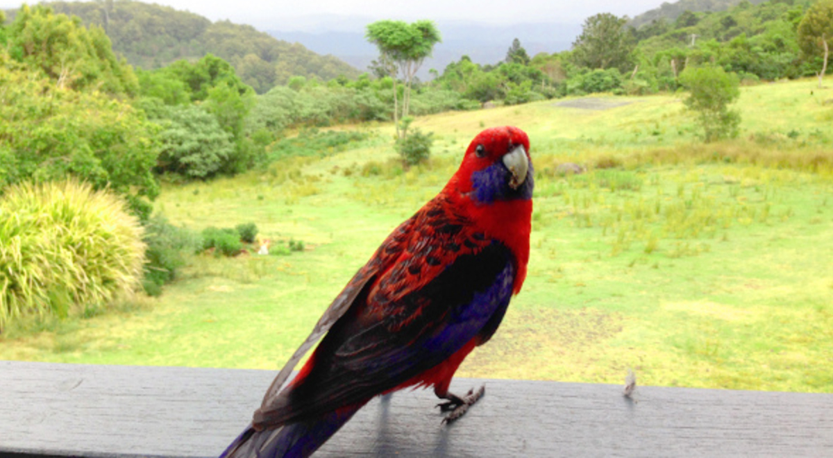 Colourful bird on the balcony 