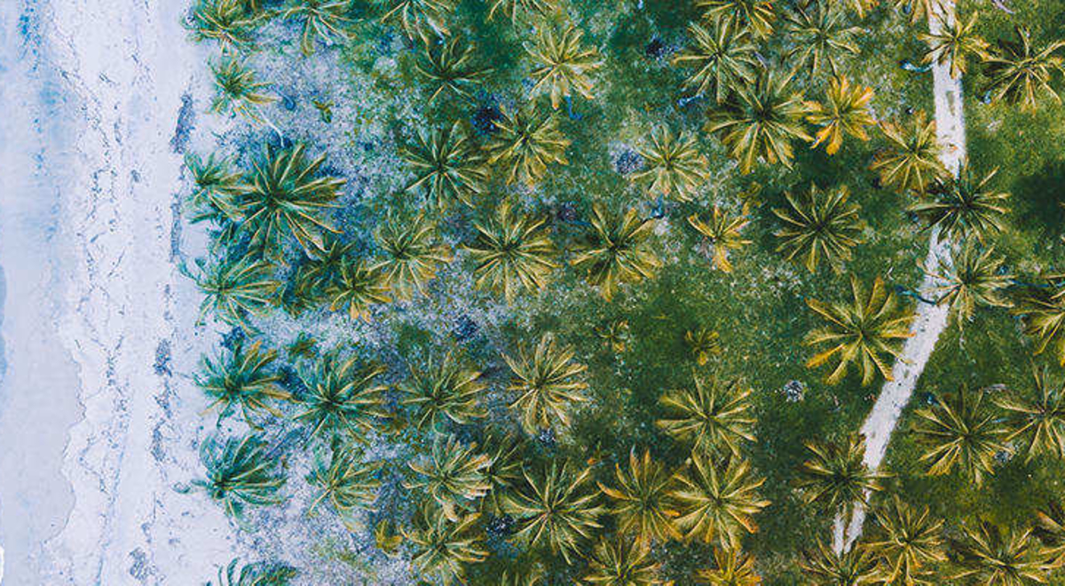 aerial view of palm trees in Buritaca, Colombia