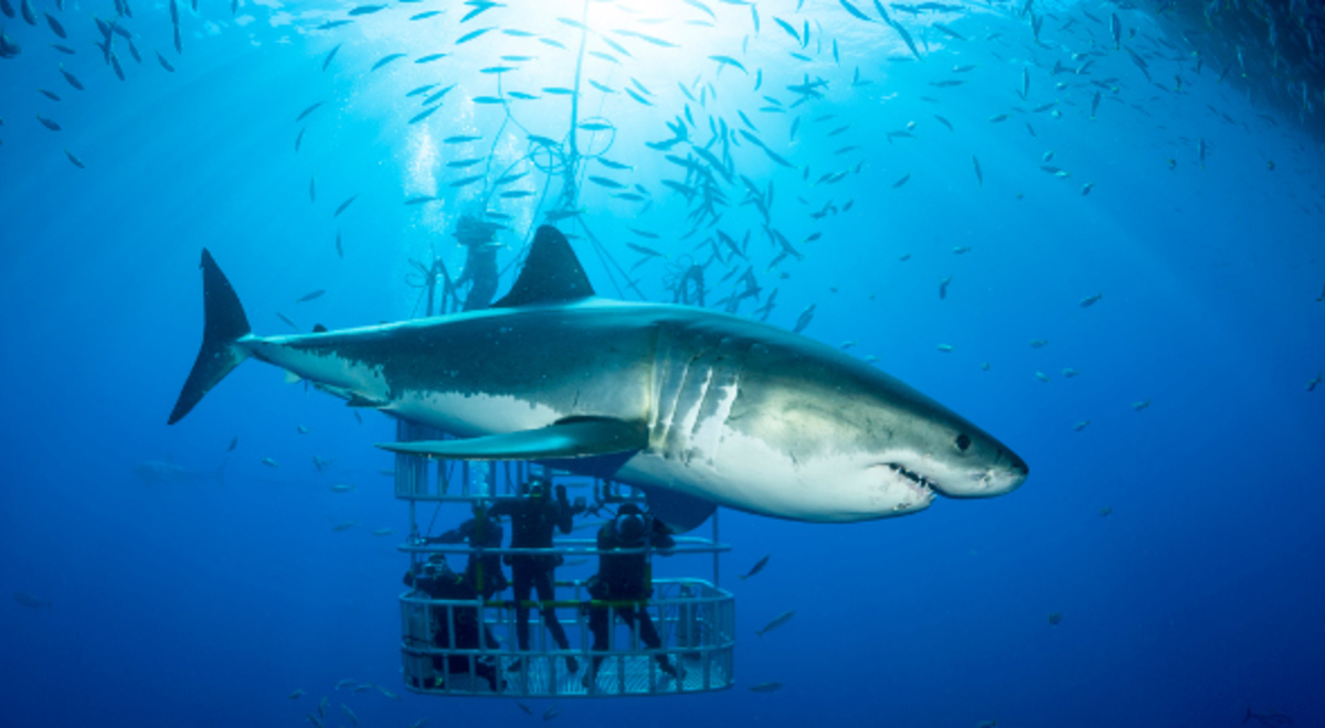a shark swimming around the people in cage