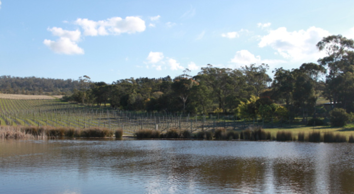Duck pond at Tasmanian vineyard 