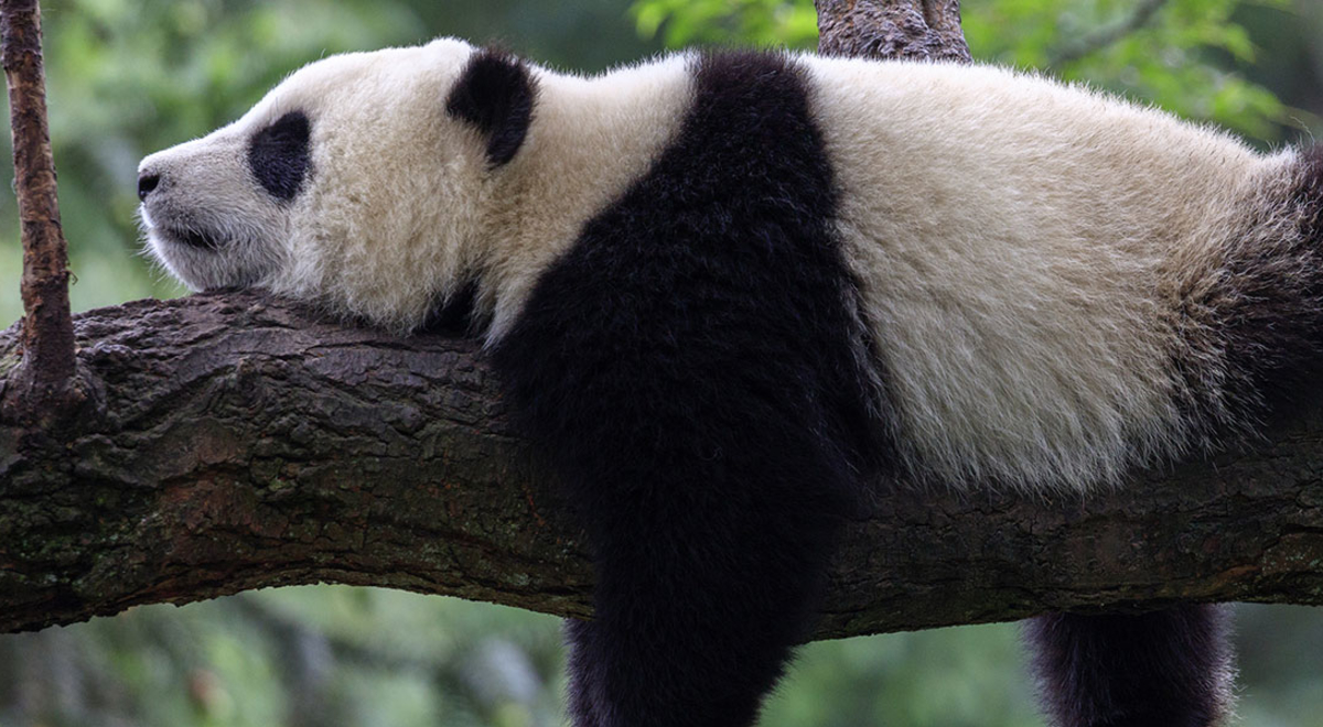 Giant panda, China