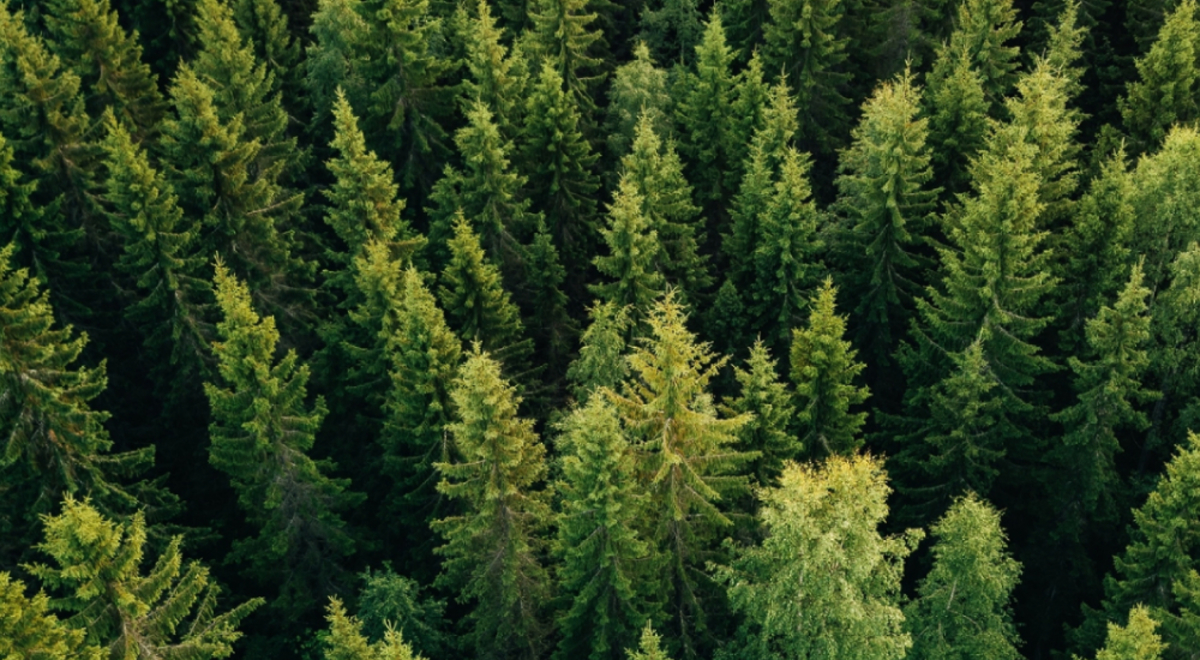 Aerial view of pine forest