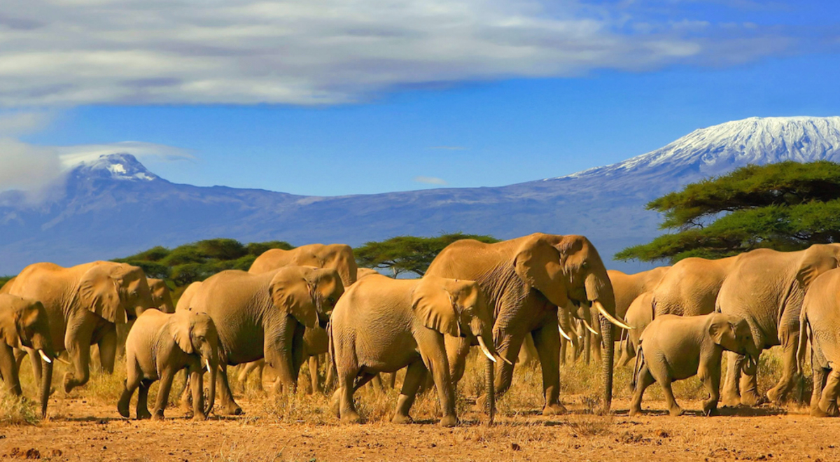 A line of elephants wander along a dry trail with mountains in the background in southern Africa